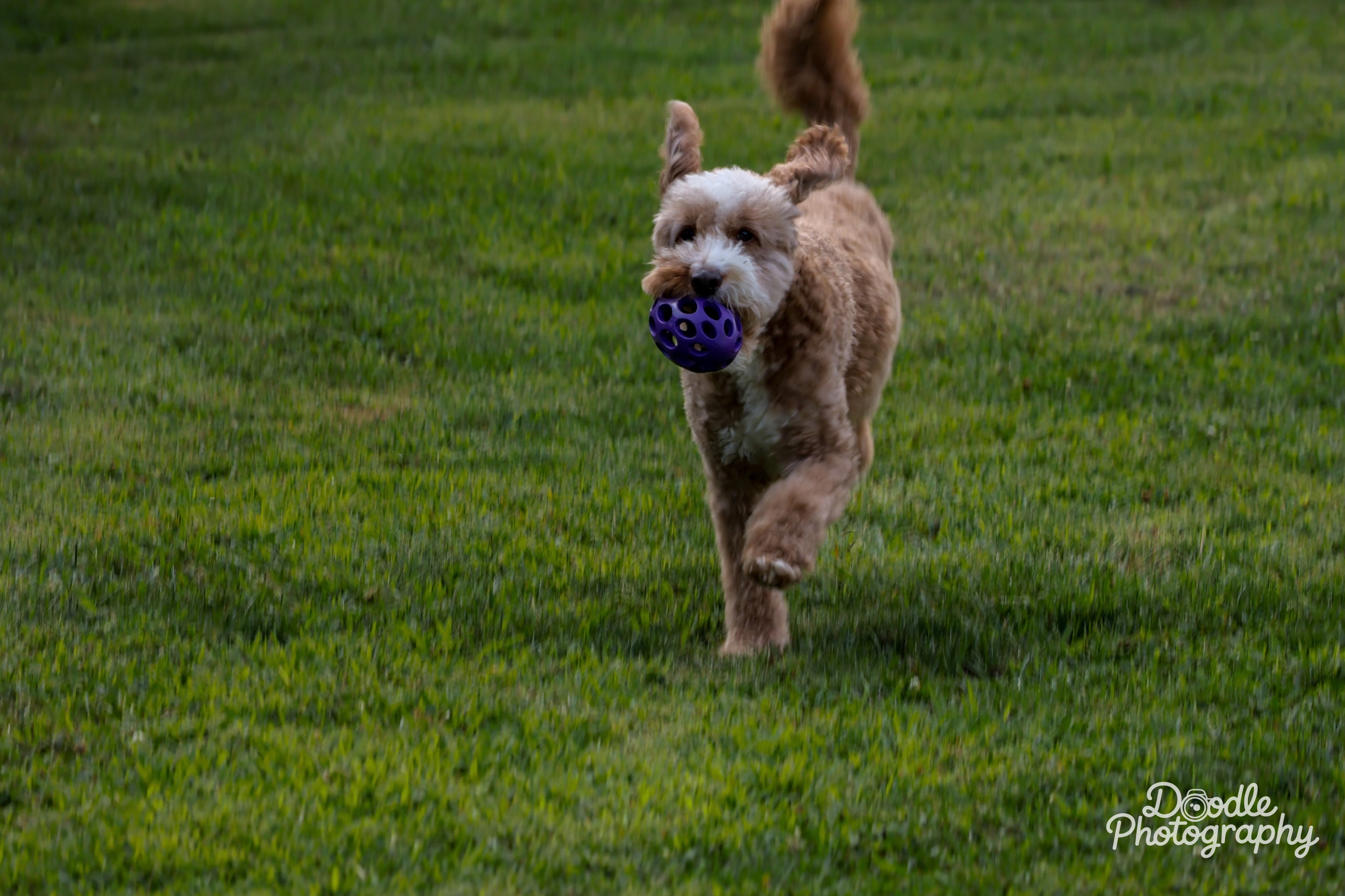 Ball in tow