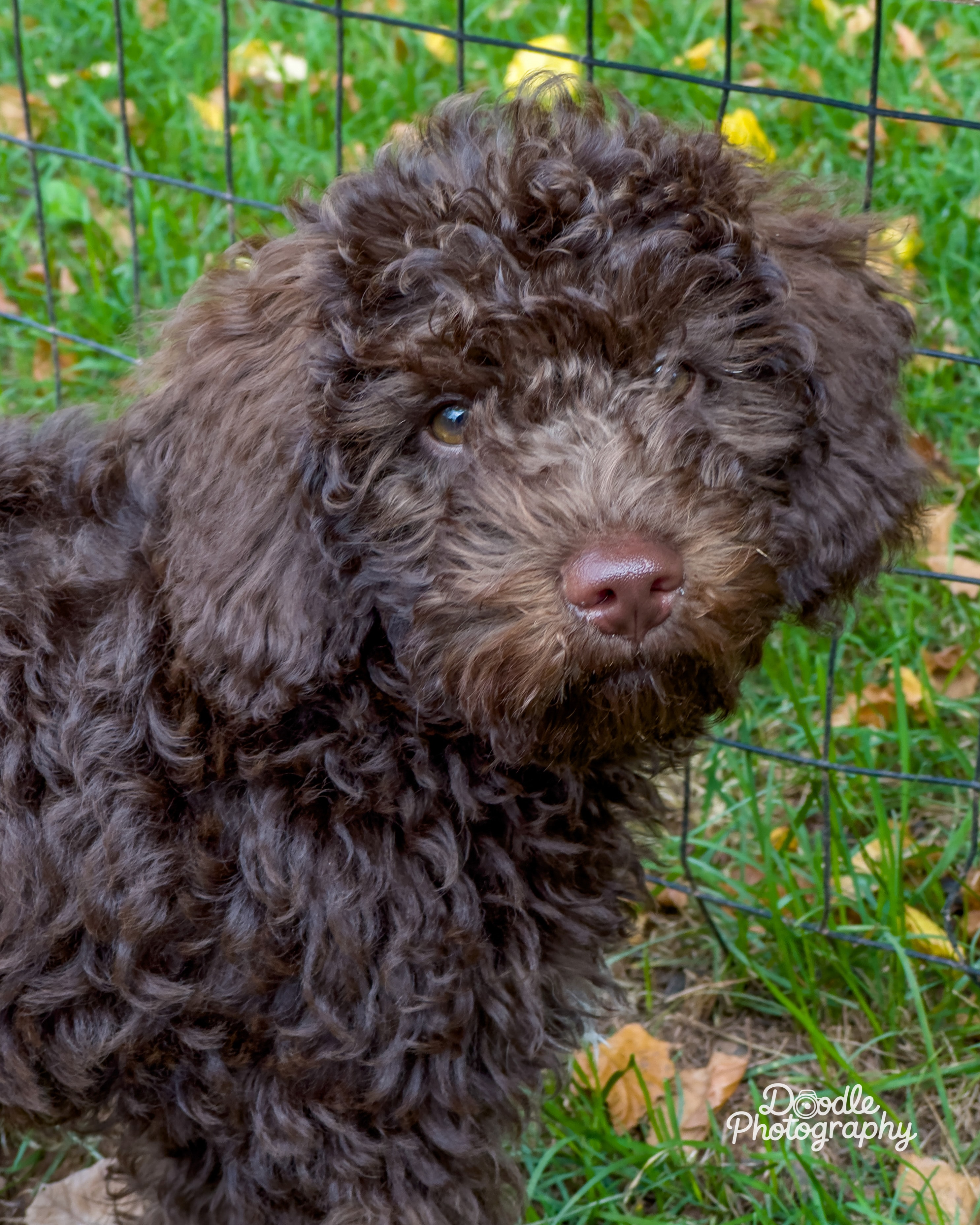 Those Puppy Eyes