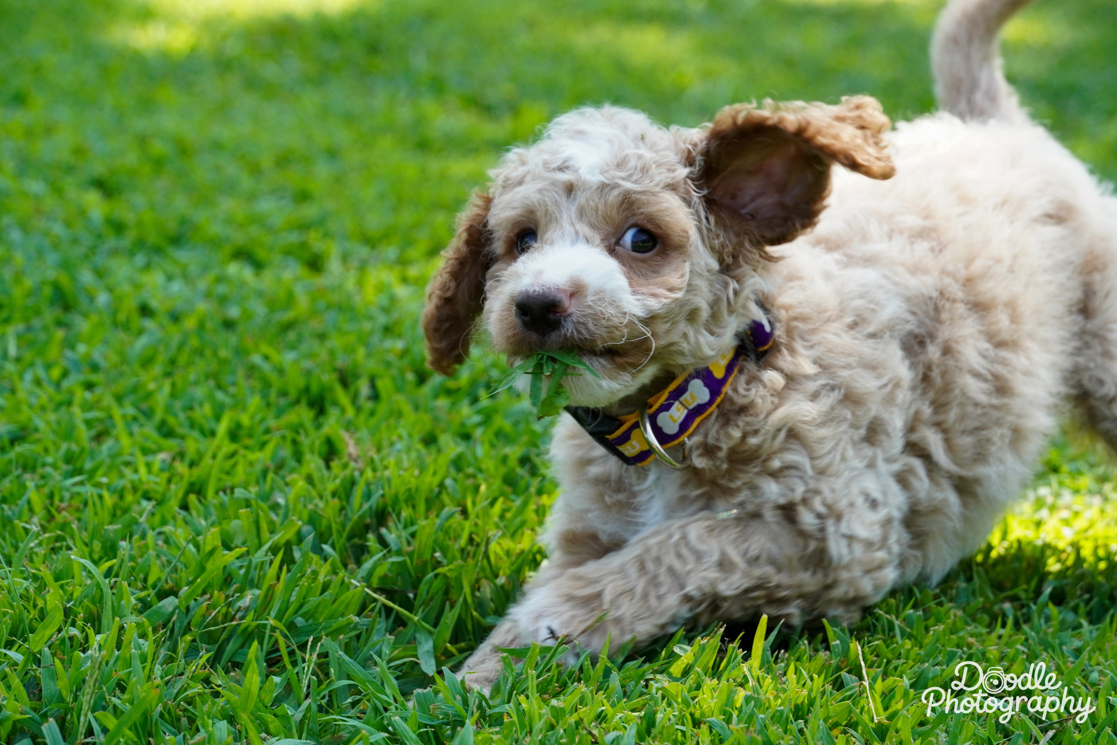 Tiny Paws, Big Personality